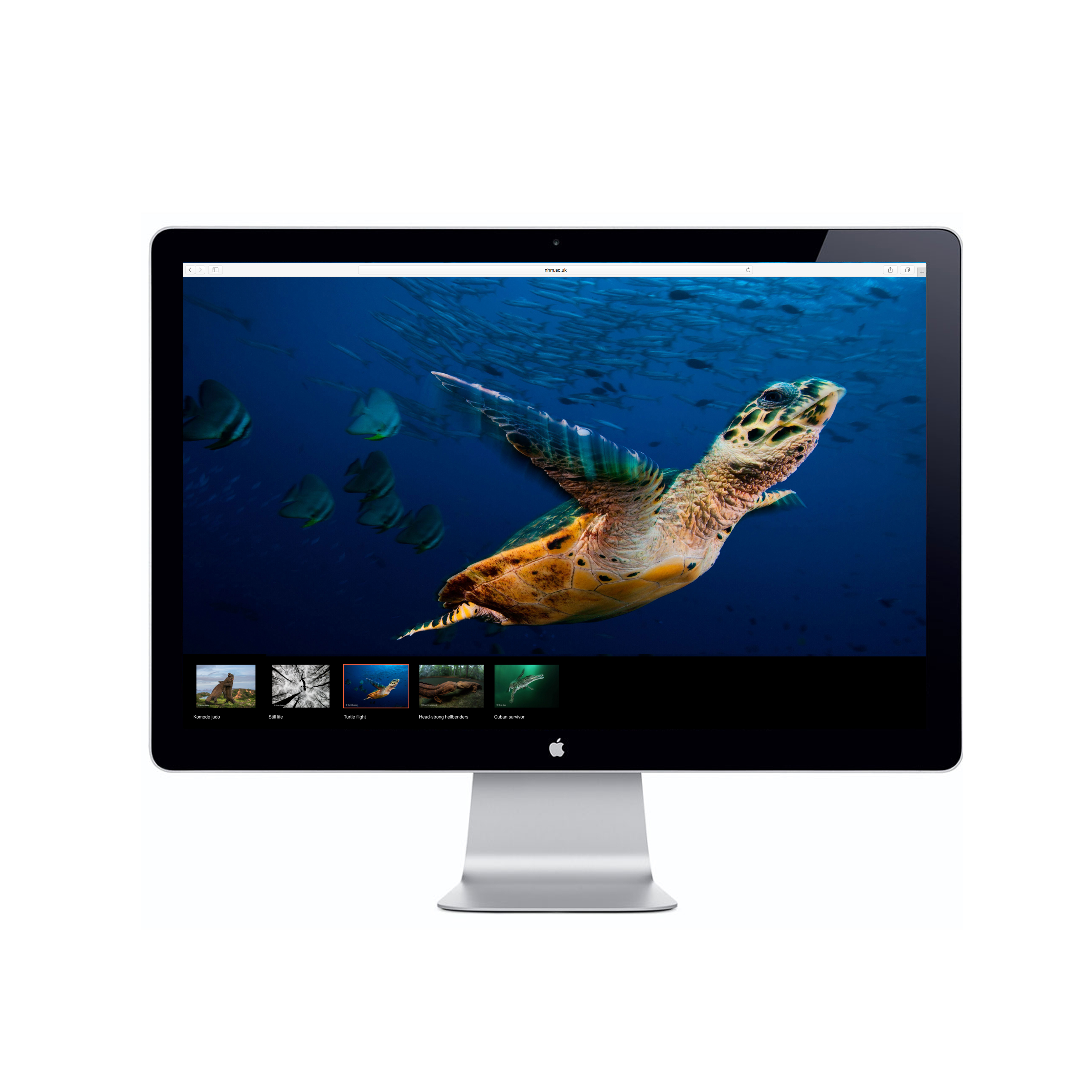 wildlife photographer turtle photograph of turtle on wildlife photographer of the year website