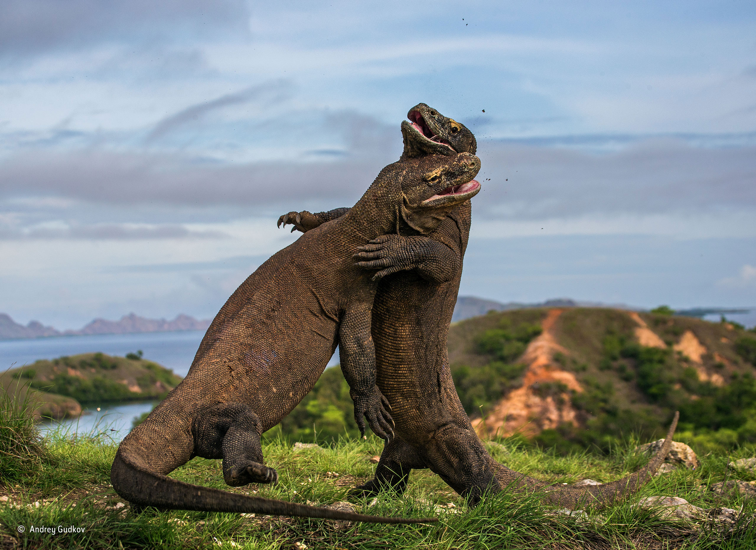 wildlife photographer lizards fighting lizards entry in wildlife photographer of the year